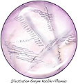 givres en zebrures amethyste