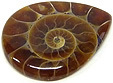 calcite brune dans ammonite fossilis�e