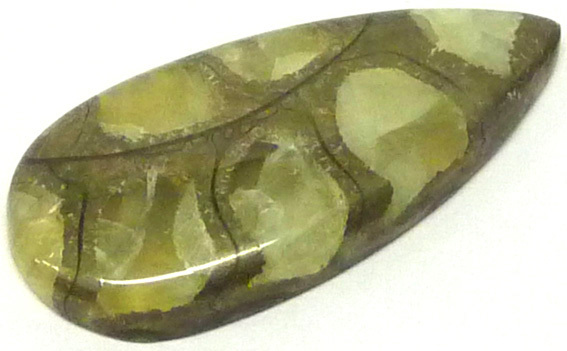 ammonite calcite pyrite angleterre