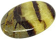 Madagascar septaria avec calcite jaune