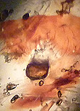 inclusions hematite dans cordierite indienne
