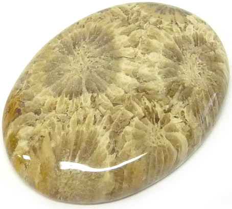 corail fossilisé