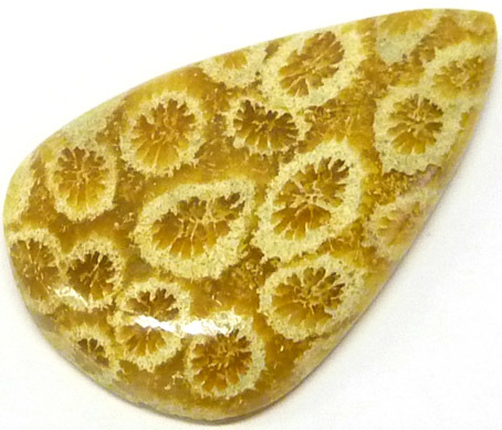 corail fossilisé