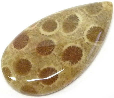 corail fossilisé
