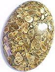 coquillages fossilis�s