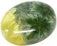 jaspe bicolore madagascar