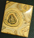 orbiculaire jaspe