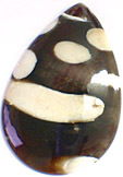jaspe peanutwood paletuvier fossilis�