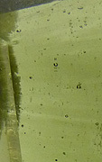 inclusions bulles dans la Moldavite