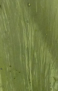 tourbillons de coul�e et bulles dans la Moldavite