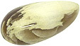 bois opalis�