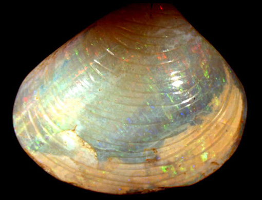 coquille de coquillage opalis�e