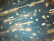 inclusions mille-pattes dans l orthose