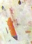 inclusions de goethite et hematite dans pierre de soleil