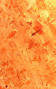 inclusions h�matite dans pierre de soleil