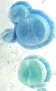 gilalite inclusions dans quartz