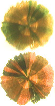 goethite inclusion in quartz