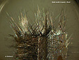 inclusions de rutile dans quartz br�silien