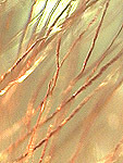 inclusions oxydes de fer dans quartz