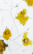 inclusions biphas�es dans quartz