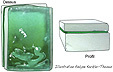 doublet ou triplet quartz email