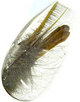 quartz brookite rutile inclusions