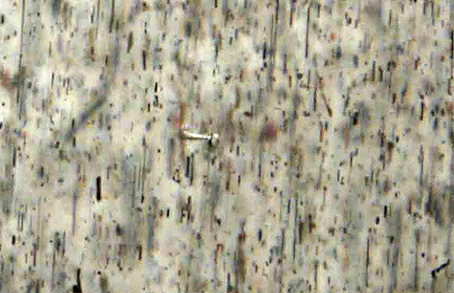 inclusions minerales dans scapolite