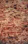 inclusions minerales dans scapolite