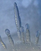 bulles t&eacute;l&eacute;scop&eacute;es dans le spinelle de synth&egrave;se verneuil