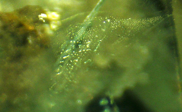 inclusions givres dans un demantoide